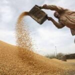 AAP kicks off wheat procurement in Punjab; highlights 88% canal water reach