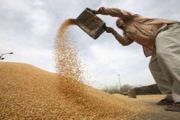 AAP kicks off wheat procurement in Punjab; highlights 88% canal water reach