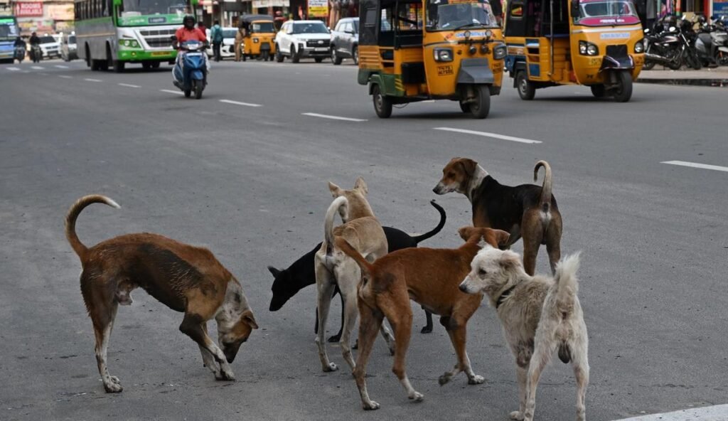 Punjab Govt Orders Formation of Stray Animal Control Task Forces Across State