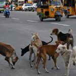 Punjab Govt Orders Formation of Stray Animal Control Task Forces Across State