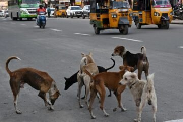 Punjab Govt Orders Formation of Stray Animal Control Task Forces Across State