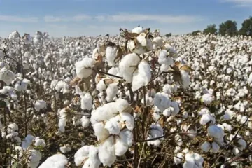 Centre Waives Customs Duty on Cotton Imports to Boost Textile Sector
