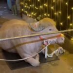 Bangladesh Government Rescues Rare ‘Trump Buffalo’ from Eid Sacrifice, Moves It to National Zoo
