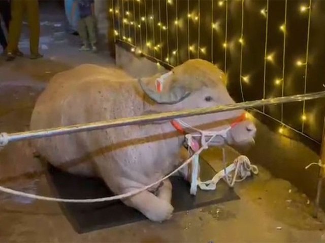 Trump Buffalo