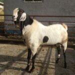 Delhi Tightens Bakra Eid Rules, Cracks Down on Illegal Sacrifice and Unauthorised Animal Trade