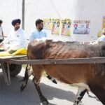 Raja Warring Rides Bullock Cart to Poll Booth, Slams Fuel Price Hike During Punjab Civic Polls