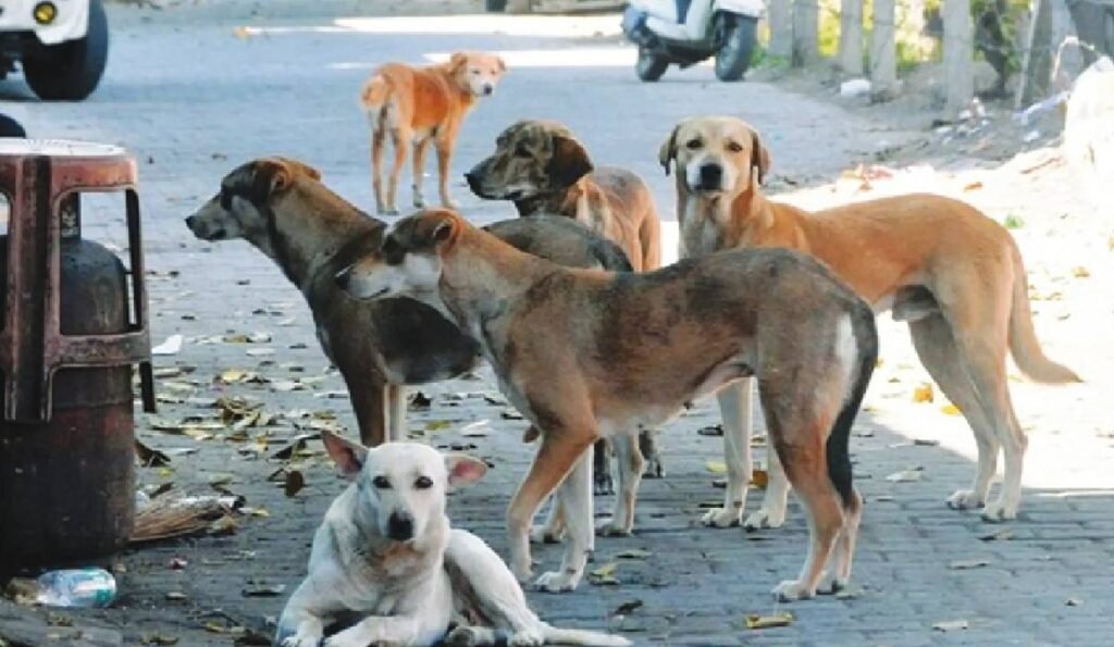‘Human safety first’: Supreme Court supports euthanasia of rabid stray dogs