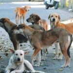 ‘Human safety first’: Supreme Court supports euthanasia of rabid stray dogs