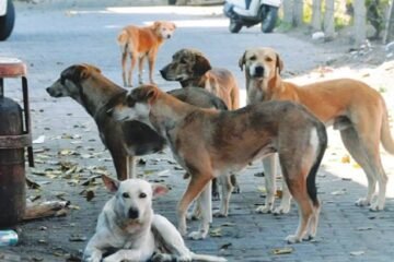‘Human safety first’: Supreme Court supports euthanasia of rabid stray dogs