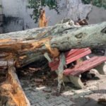 Lightning Strike Topples 150-Year-Old Tree in Khanna, Damages Houses and Power Lines