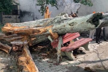 Lightning Strike Topples 150-Year-Old Tree in Khanna, Damages Houses and Power Lines