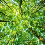 Quebec Municipality Makes History by Recognizing Legal Rights of Trees