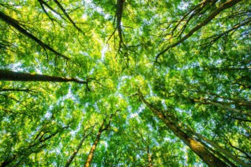 Quebec Municipality Makes History by Recognizing Legal Rights of Trees