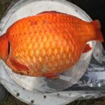 Alberta Launches Campaign to Stop Release of Goldfish and Other Invasive Fish into Natural Waterways