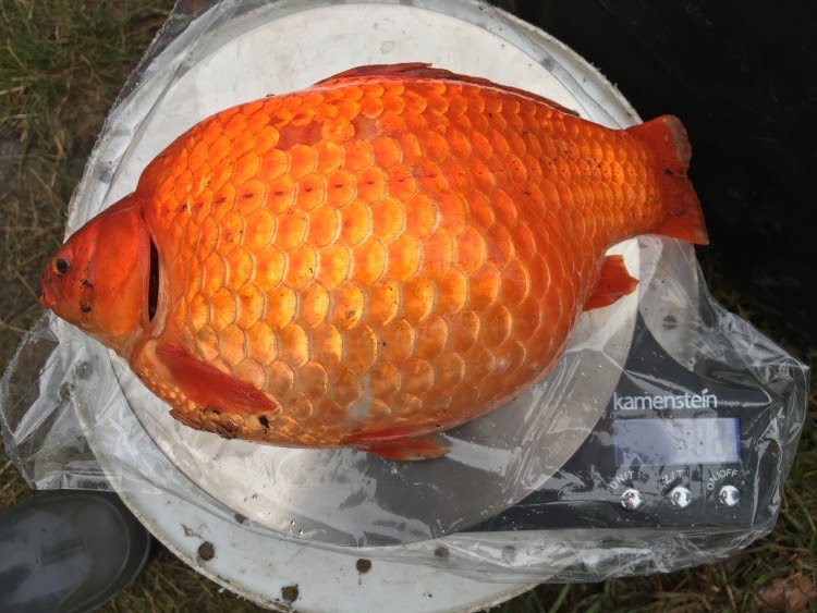 Alberta Launches Campaign to Stop Release of Goldfish and Other Invasive Fish into Natural Waterways