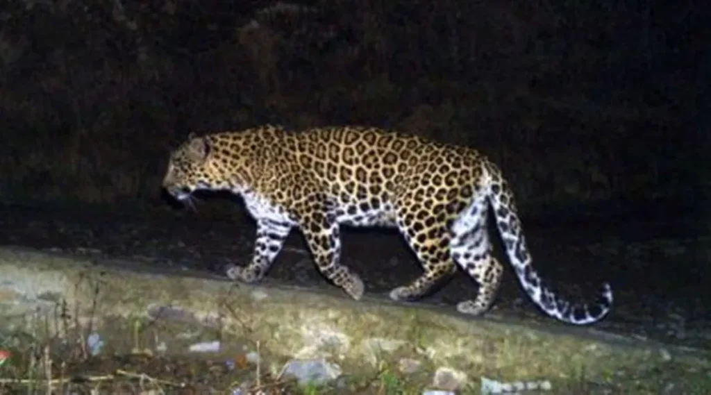 Gujarat: Three-Year-Old Child Dies After Suspected Leopard Attack in Valsad