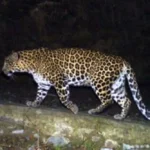 Gujarat: Three-Year-Old Child Dies After Suspected Leopard Attack in Valsad