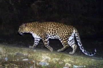 Gujarat: Three-Year-Old Child Dies After Suspected Leopard Attack in Valsad